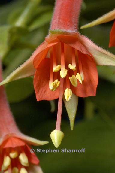 fuchsia fulgens graphic